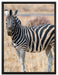 Zebra im Wildgras auf Leinwandbild gerahmt Größe 80x60