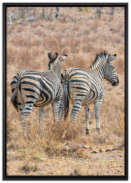 Zebraherde in Savanne auf Leinwandbild gerahmt Größe 100x70