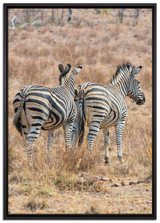 Zebraherde in Savanne auf Leinwandbild gerahmt Größe 100x70