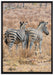 Zebraherde in Savanne auf Leinwandbild gerahmt Größe 100x70