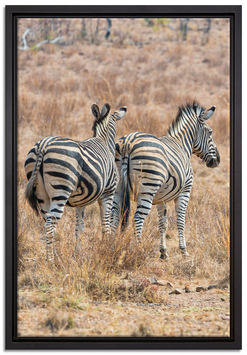 Zebraherde in Savanne auf Leinwandbild gerahmt Größe 60x40