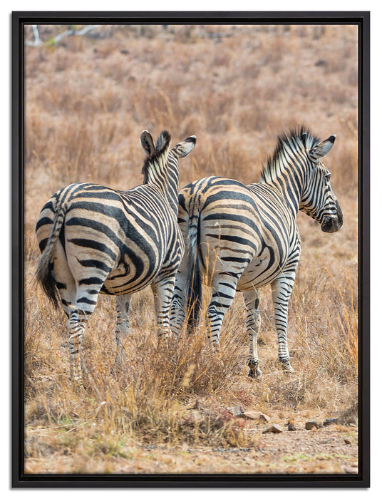 Zebraherde in Savanne auf Leinwandbild gerahmt Größe 80x60