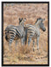 Zebraherde in Savanne auf Leinwandbild gerahmt Größe 80x60