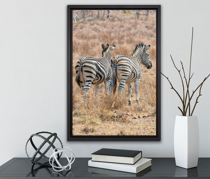 Zebraherde in Savanne auf Leinwandbild gerahmt mit Kirschblüten