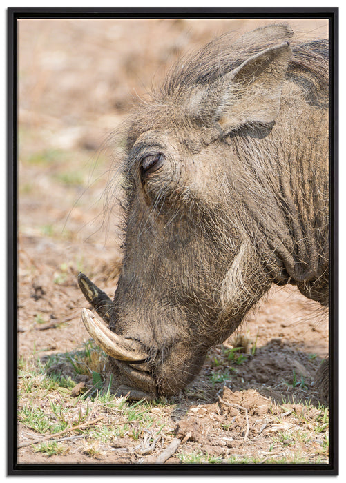 Warzenschwein durchwühlt Boden auf Leinwandbild gerahmt Größe 100x70
