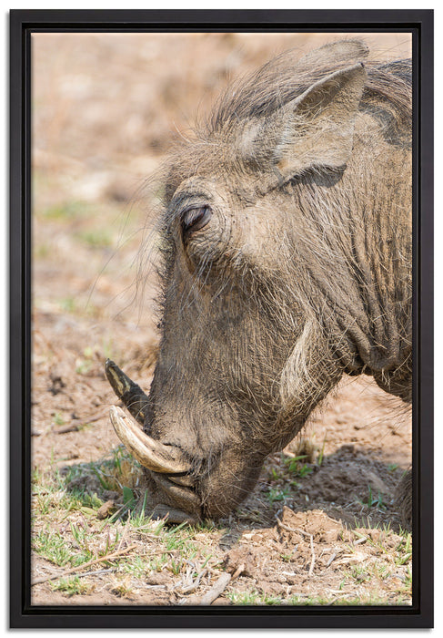 Warzenschwein durchwühlt Boden auf Leinwandbild gerahmt Größe 60x40
