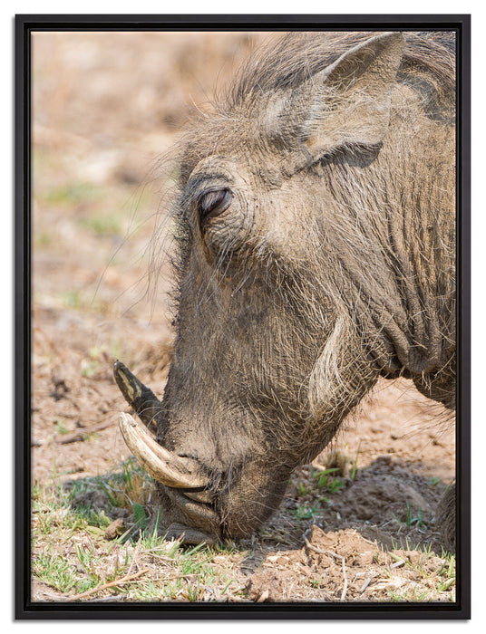 Warzenschwein durchwühlt Boden auf Leinwandbild gerahmt Größe 80x60