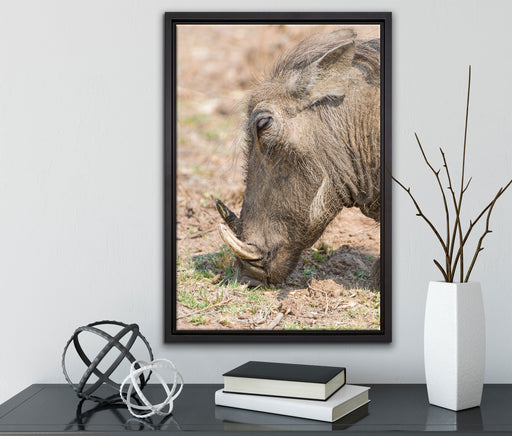 Warzenschwein durchwühlt Boden auf Leinwandbild gerahmt mit Kirschblüten