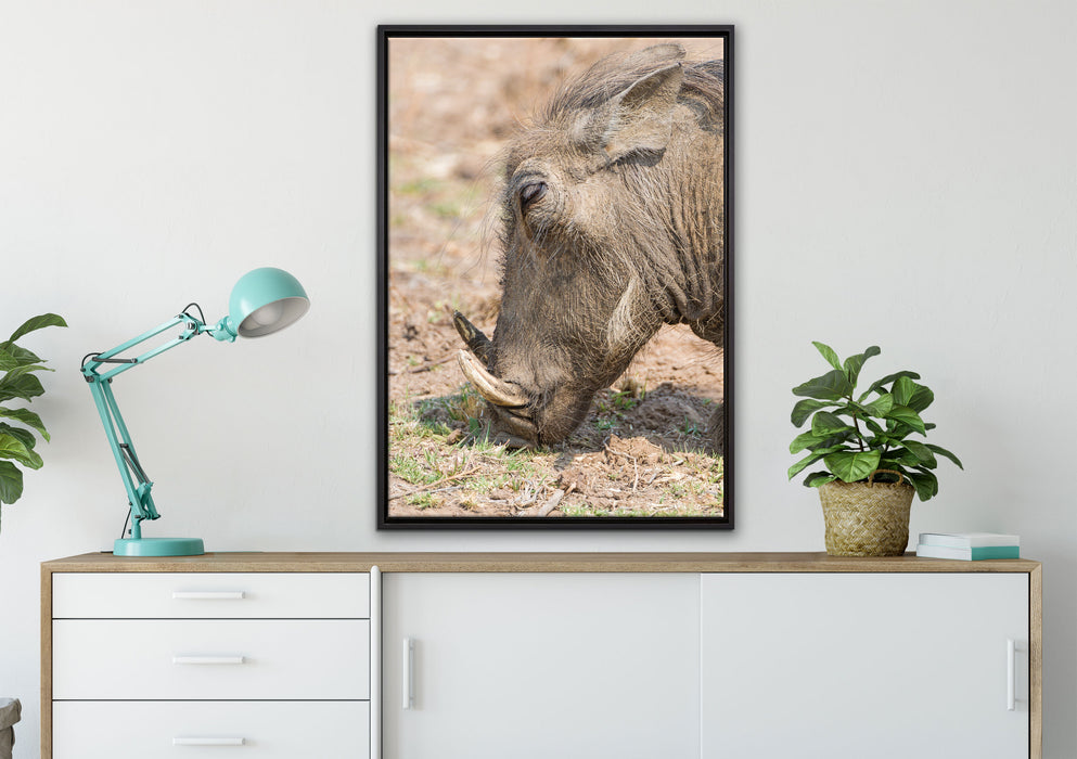 Warzenschwein durchwühlt Boden auf Leinwandbild gerahmt verschiedene Größen im Wohnzimmer