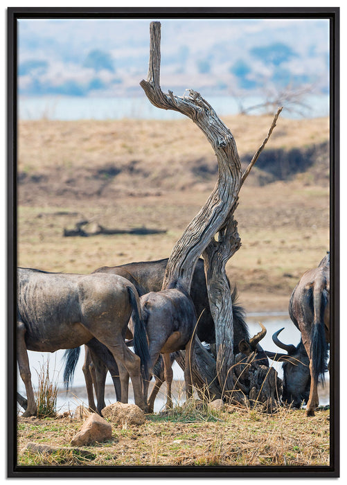 Kaffernbüffel Herde in Savanne auf Leinwandbild gerahmt Größe 100x70