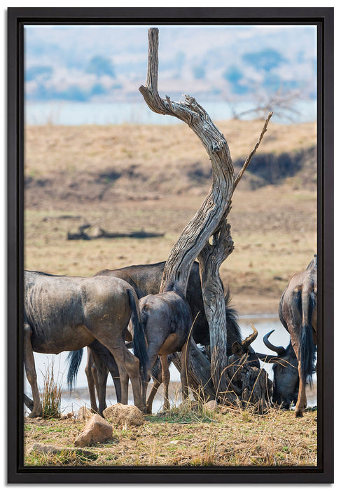 Kaffernbüffel Herde in Savanne auf Leinwandbild gerahmt Größe 60x40