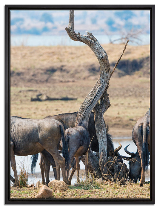 Kaffernbüffel Herde in Savanne auf Leinwandbild gerahmt Größe 80x60
