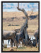Kaffernbüffel Herde in Savanne auf Leinwandbild gerahmt Größe 80x60