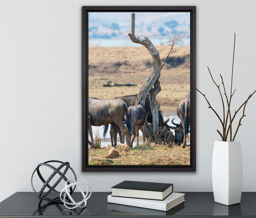 Kaffernbüffel Herde in Savanne auf Leinwandbild gerahmt mit Kirschblüten