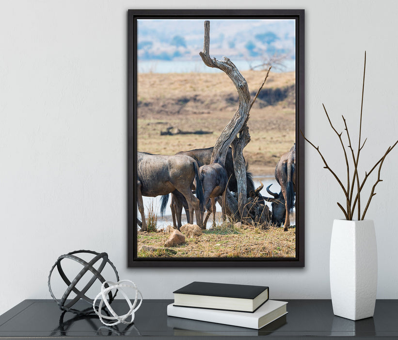 Kaffernbüffel Herde in Savanne auf Leinwandbild gerahmt mit Kirschblüten
