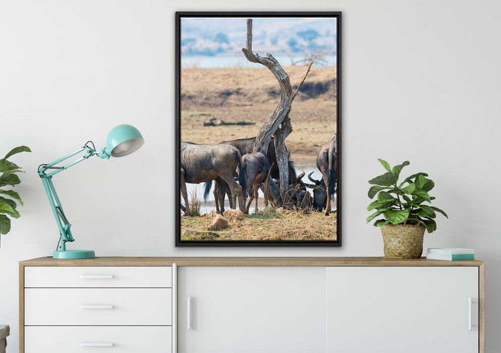 Kaffernbüffel Herde in Savanne auf Leinwandbild gerahmt verschiedene Größen im Wohnzimmer