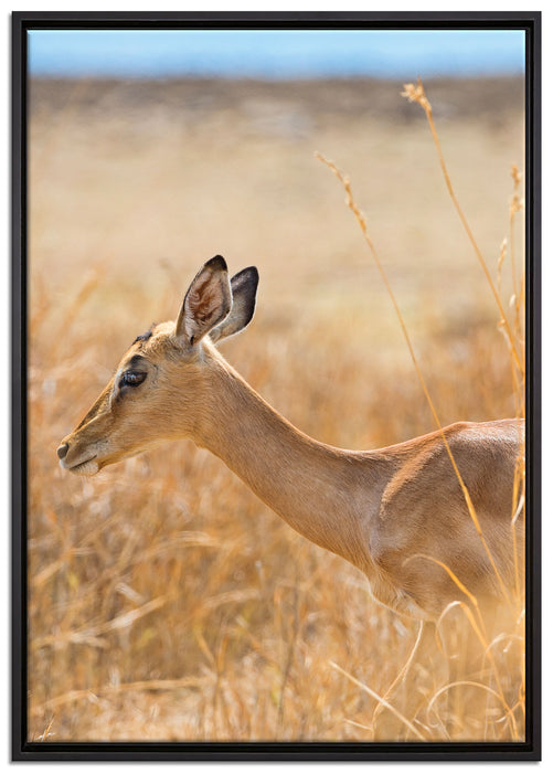 Gazelle im hohen Gras auf Leinwandbild gerahmt Größe 100x70