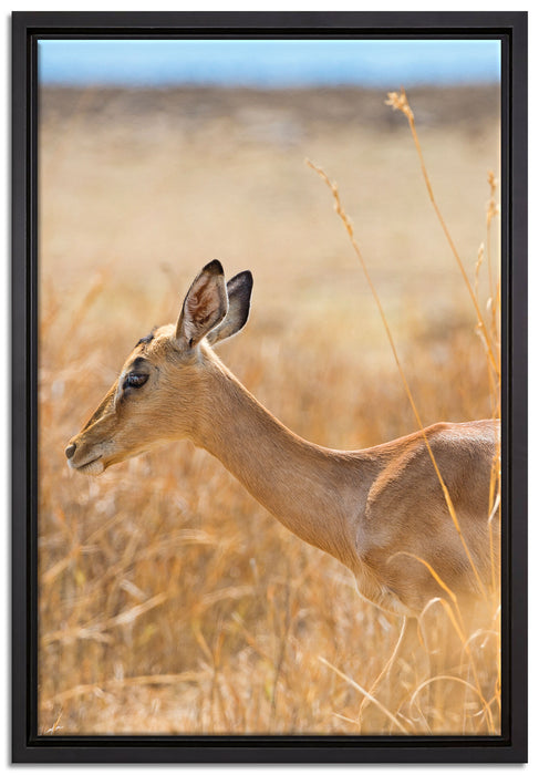 Gazelle im hohen Gras auf Leinwandbild gerahmt Größe 60x40