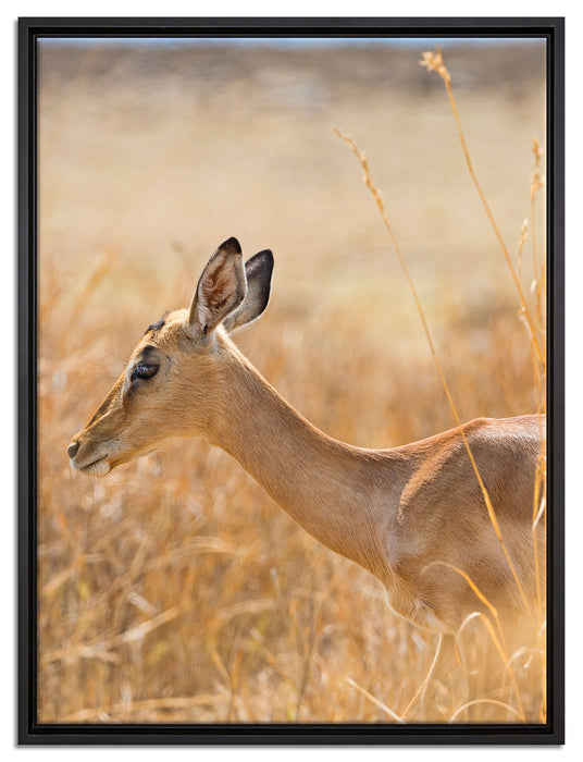 Gazelle im hohen Gras auf Leinwandbild gerahmt Größe 80x60