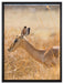 Gazelle im hohen Gras auf Leinwandbild gerahmt Größe 80x60