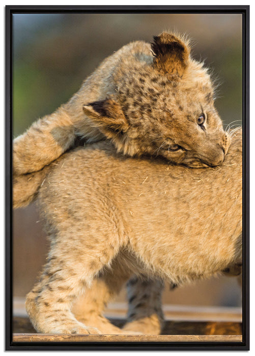 Löwenjunge beim Spielen auf Leinwandbild gerahmt Größe 100x70