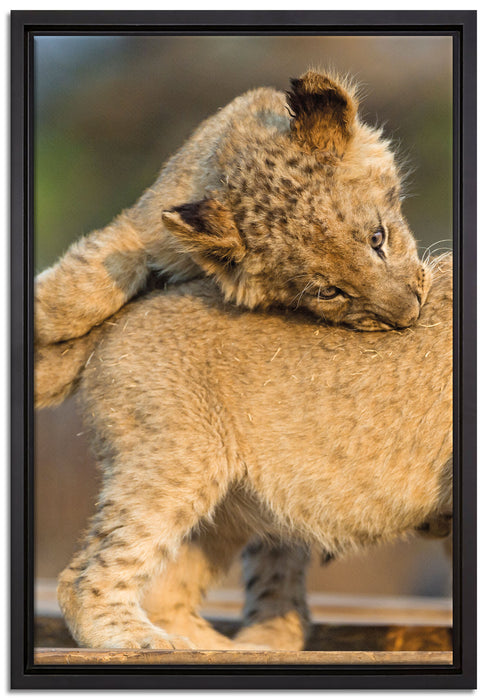 Löwenjunge beim Spielen auf Leinwandbild gerahmt Größe 60x40