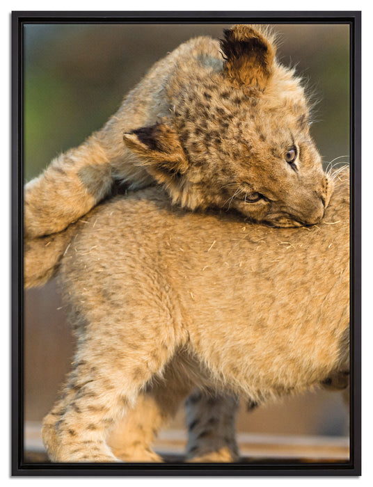 Löwenjunge beim Spielen auf Leinwandbild gerahmt Größe 80x60