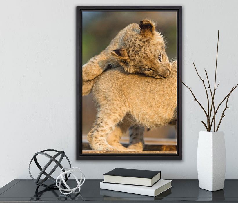 Löwenjunge beim Spielen auf Leinwandbild gerahmt mit Kirschblüten