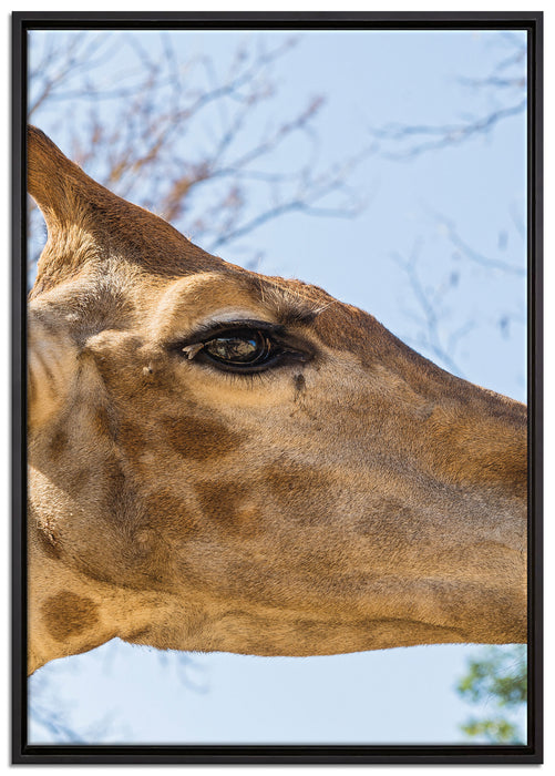 anmutige Giraffe isst auf Leinwandbild gerahmt Größe 100x70