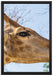 anmutige Giraffe isst auf Leinwandbild gerahmt Größe 60x40