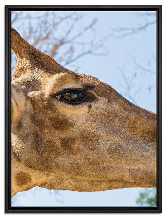 anmutige Giraffe isst auf Leinwandbild gerahmt Größe 80x60