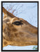 anmutige Giraffe isst auf Leinwandbild gerahmt Größe 80x60