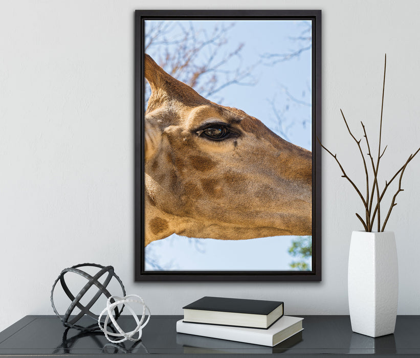 anmutige Giraffe isst auf Leinwandbild gerahmt mit Kirschblüten