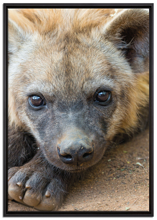 niedliche Hyäne auf Leinwandbild gerahmt Größe 100x70
