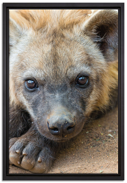 niedliche Hyäne auf Leinwandbild gerahmt Größe 60x40