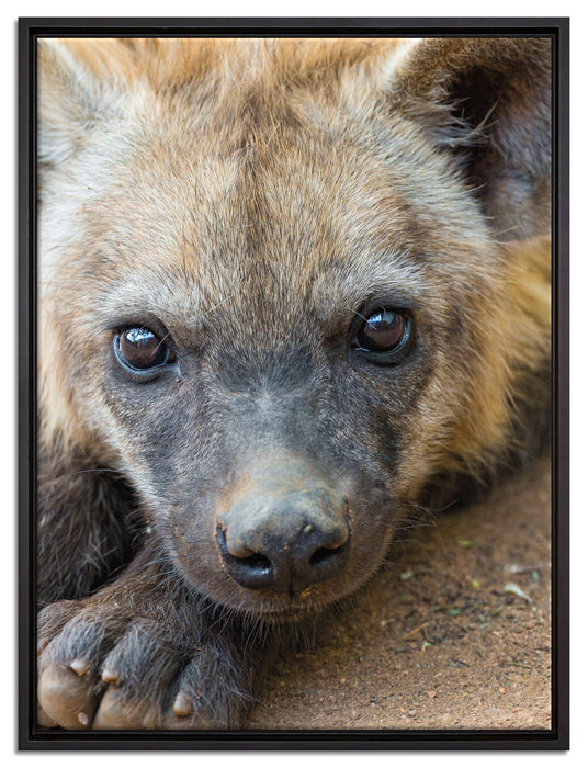 niedliche Hyäne auf Leinwandbild gerahmt Größe 80x60
