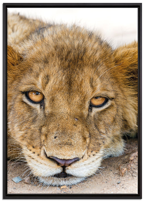 wachsame Löwin auf Leinwandbild gerahmt Größe 100x70