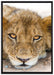 wachsame Löwin auf Leinwandbild gerahmt Größe 100x70