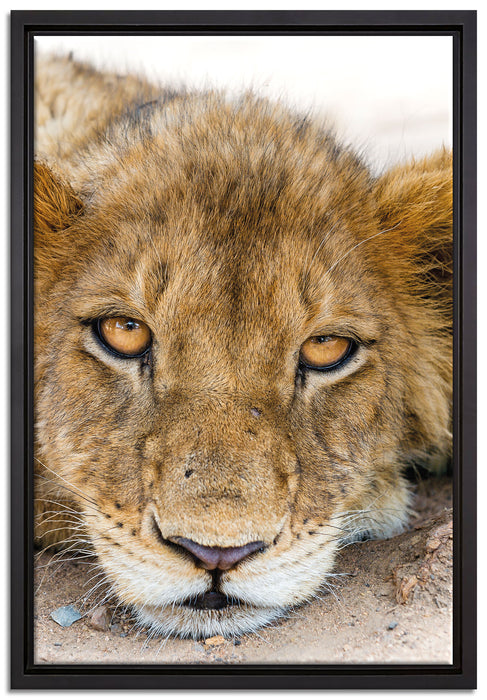 wachsame Löwin auf Leinwandbild gerahmt Größe 60x40