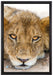 wachsame Löwin auf Leinwandbild gerahmt Größe 60x40