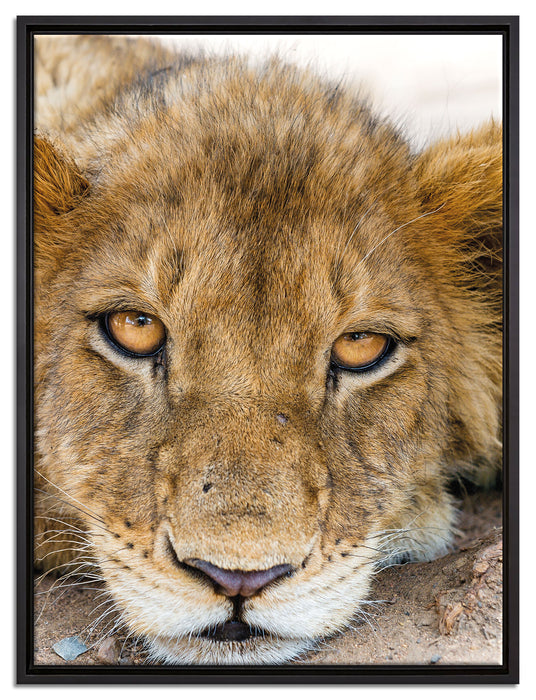 wachsame Löwin auf Leinwandbild gerahmt Größe 80x60