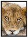 wachsame Löwin auf Leinwandbild gerahmt Größe 80x60