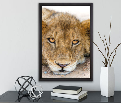 wachsame Löwin auf Leinwandbild gerahmt mit Kirschblüten