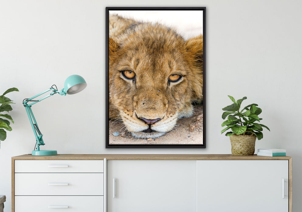 wachsame Löwin auf Leinwandbild gerahmt verschiedene Größen im Wohnzimmer