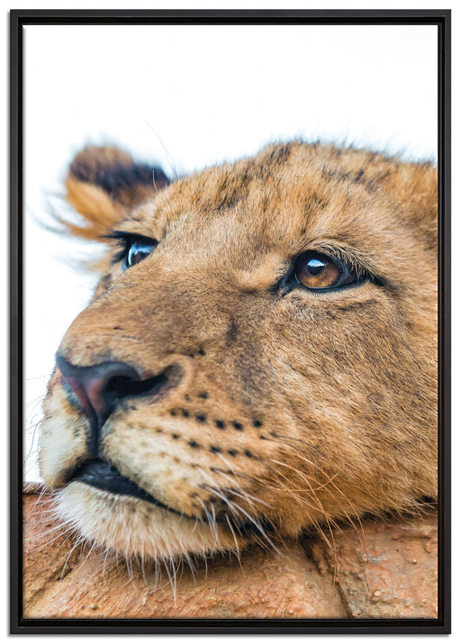 junger Löwe schläft auf Leinwandbild gerahmt Größe 100x70