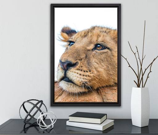 junger Löwe schläft auf Leinwandbild gerahmt mit Kirschblüten