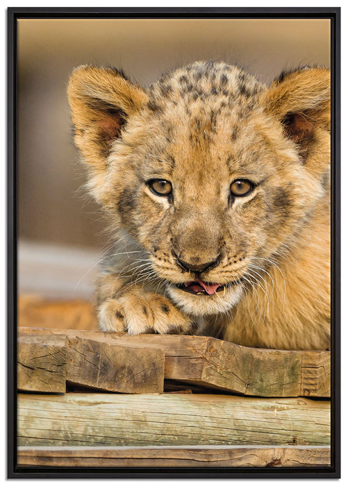Löwenjunges auf Holzbrettern auf Leinwandbild gerahmt Größe 100x70