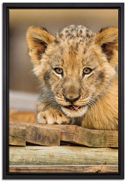 Löwenjunges auf Holzbrettern auf Leinwandbild gerahmt Größe 60x40