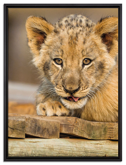 Löwenjunges auf Holzbrettern auf Leinwandbild gerahmt Größe 80x60