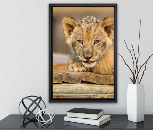 Löwenjunges auf Holzbrettern auf Leinwandbild gerahmt mit Kirschblüten